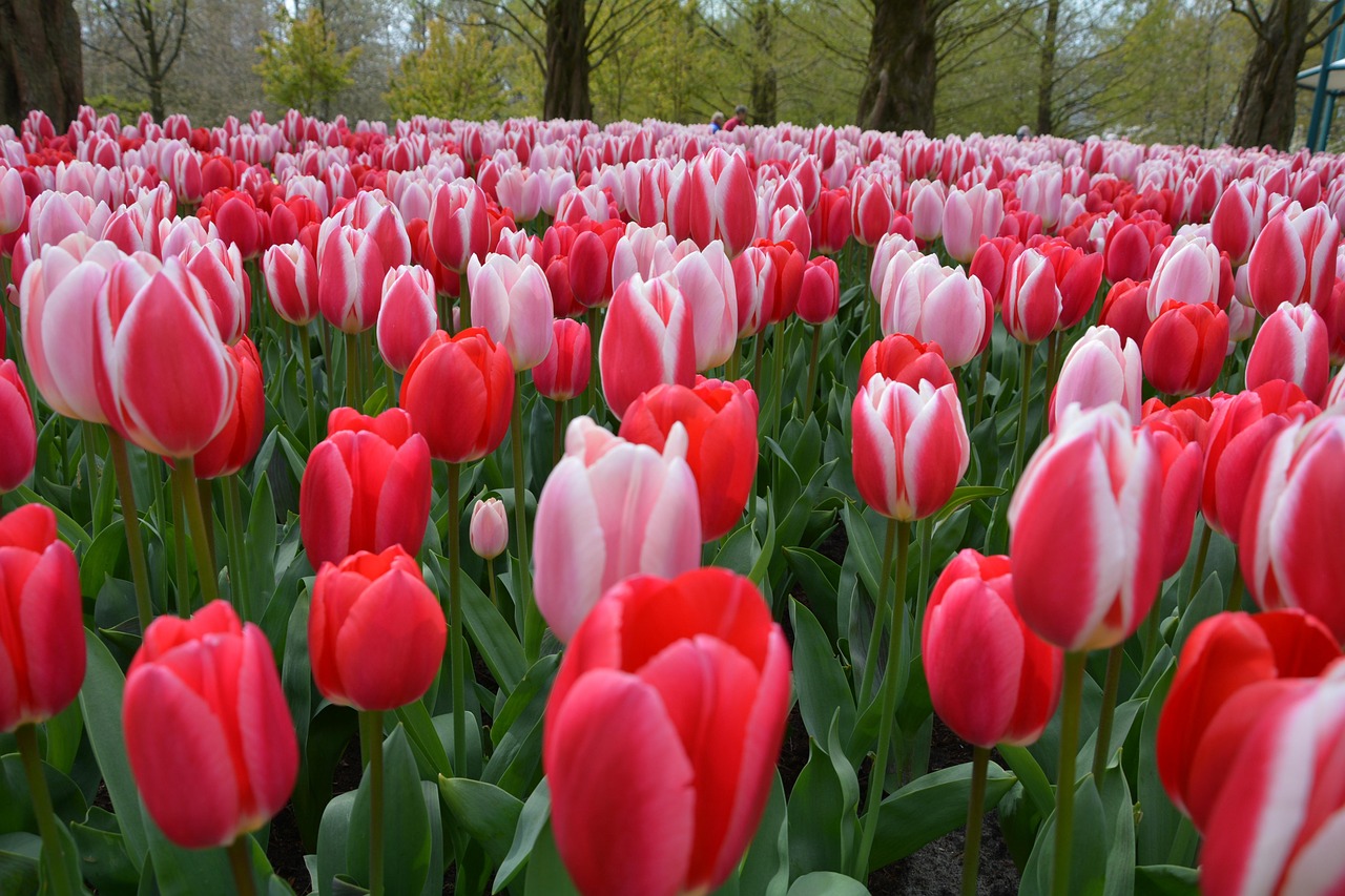 Ervaren verhuisbedrijf in Lisse: check dit vóór je boekt